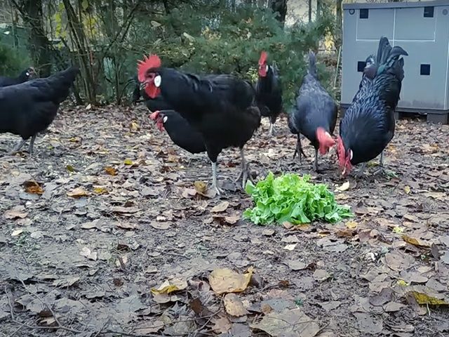 Інкубаційне яйце. Курчата, Барбезье.