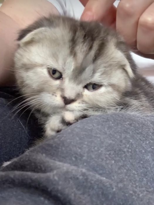 Котик і киця