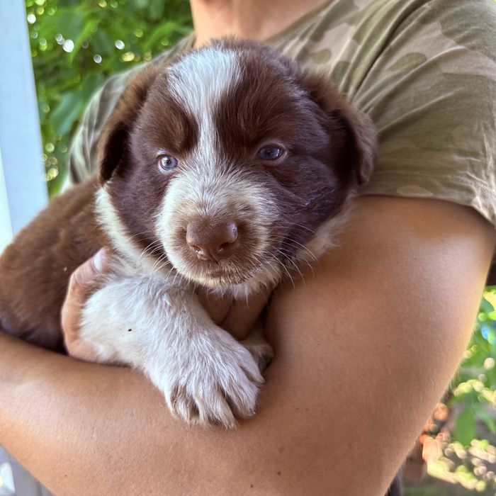 Border Collie piesek