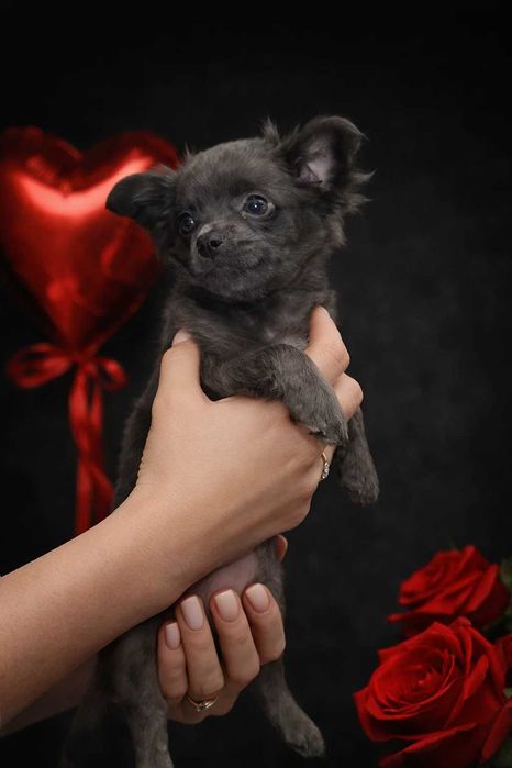 Дівчинка чихуахуа