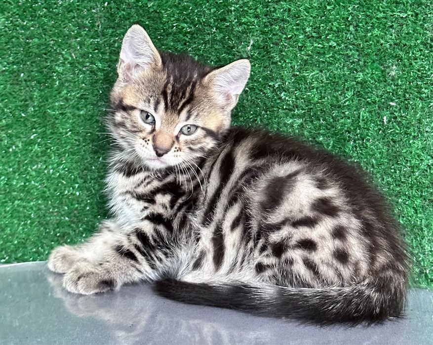 Три мальчика бенгала