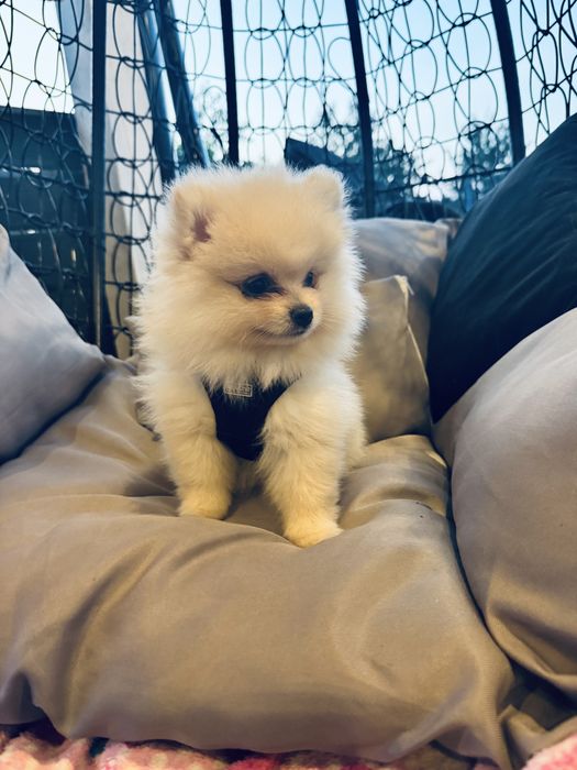 piesek mini pomeranian mis