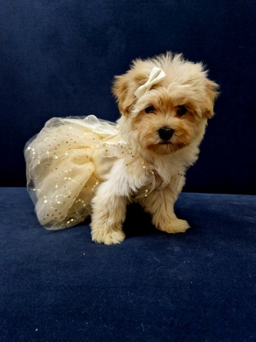 Maltipoo maleńka sunieczka po mini rodzicach