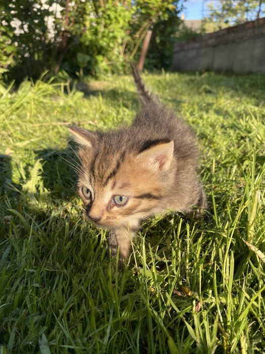 Продам котика.