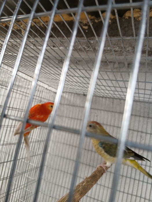 Periquitos Red Rumped