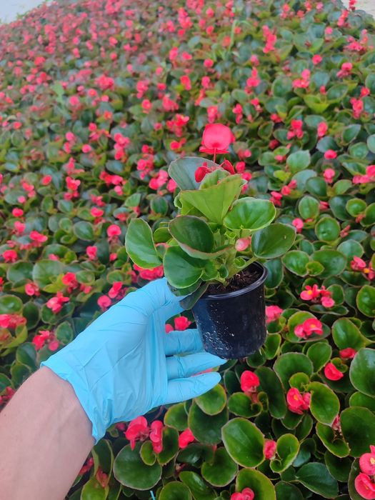 Бегонія в наявності