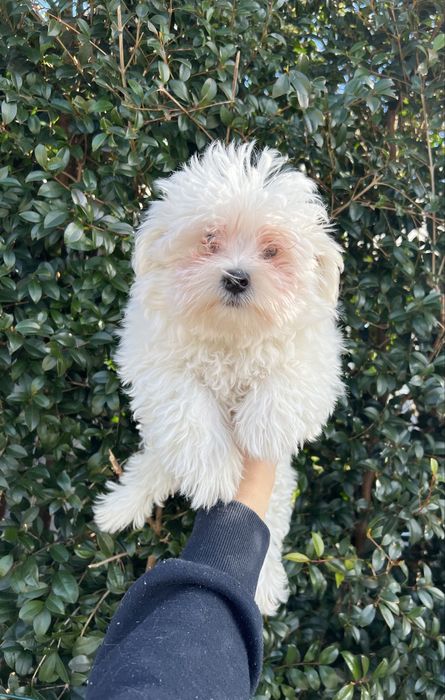 Bichon Maltes Femea