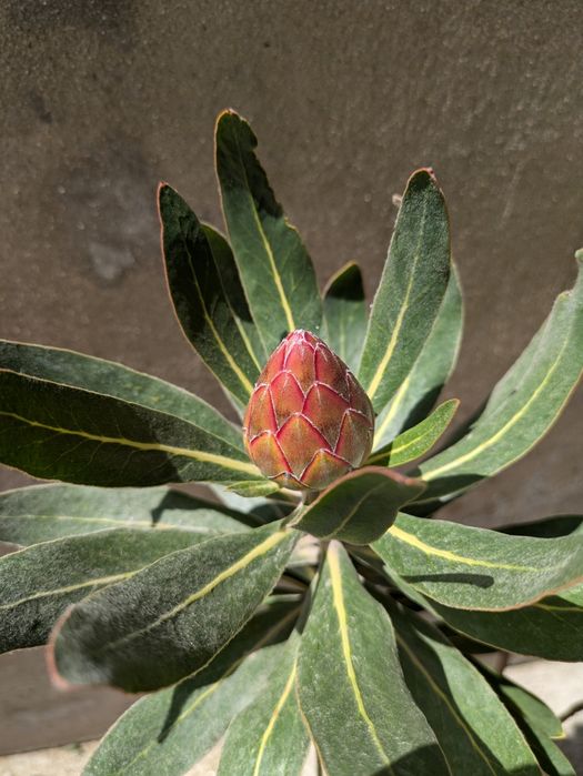 Protea neriifolia pink ice