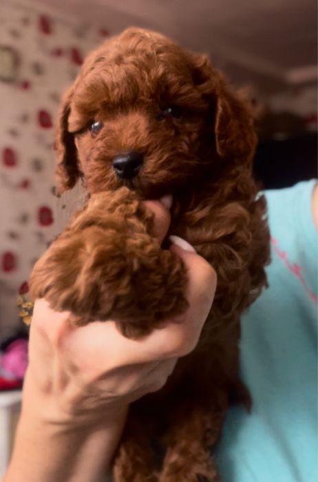 Той пудель ‼️Китай‼️