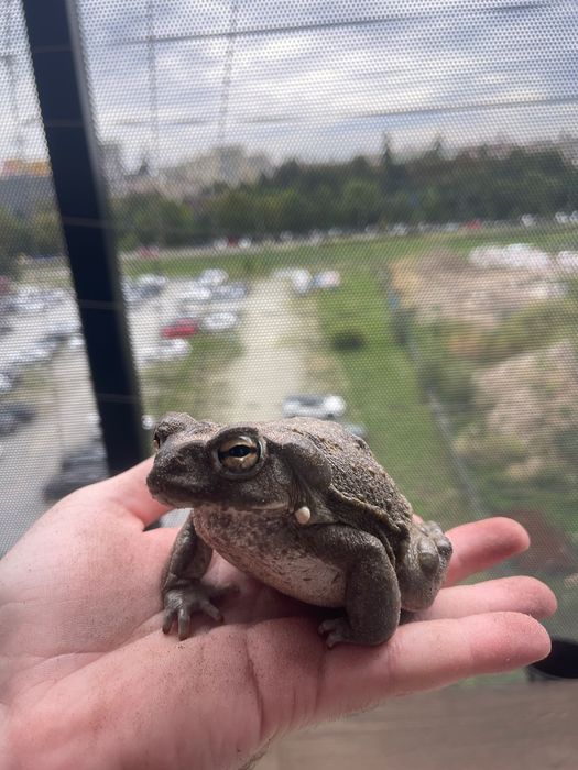 Incilius(bufo) alvarius,ropucha koloradzka
