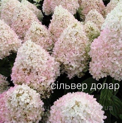 Гортензія волотиста