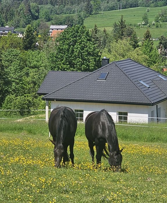 Klacz Kara 6 lat