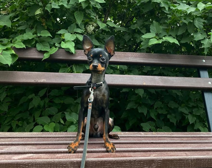 Жених той терьера приглашает дам