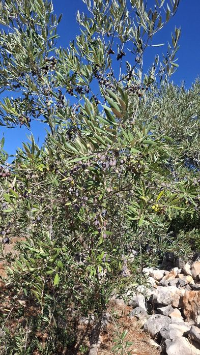 Terreno Rural, para venda nos Casais da Moreta. Monsanto ACN Santarém.