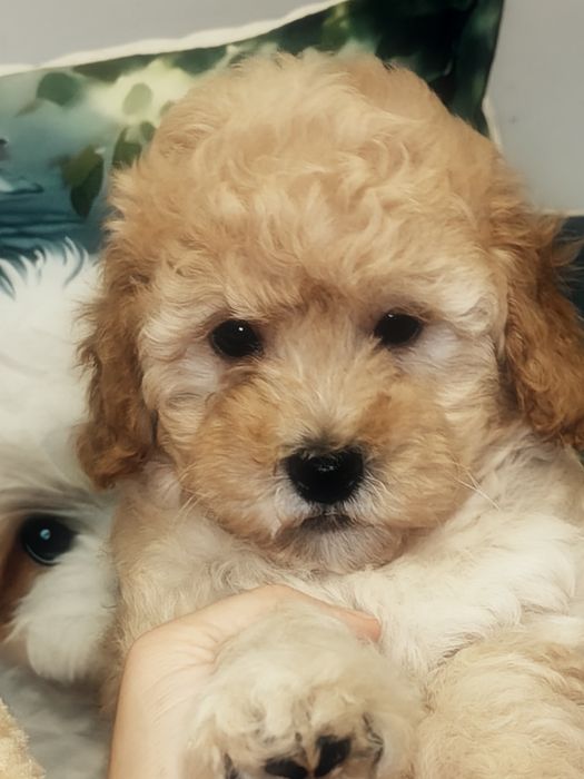 Śliczny piesek Maltipoo