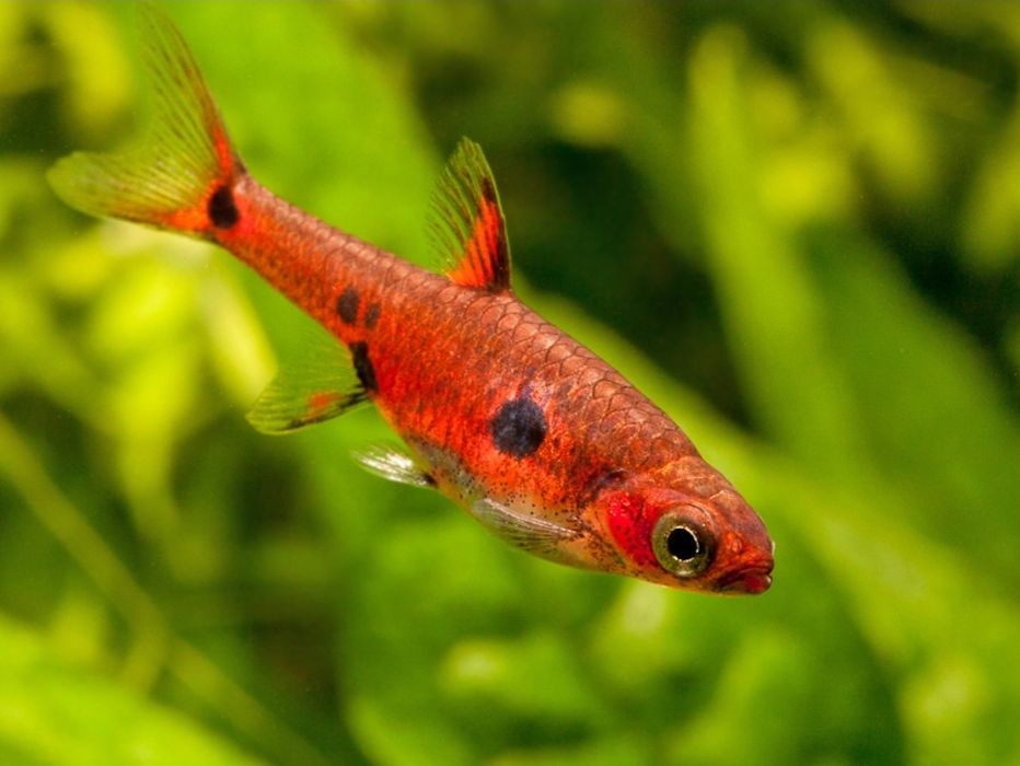 Razbora Maculata (plamista)