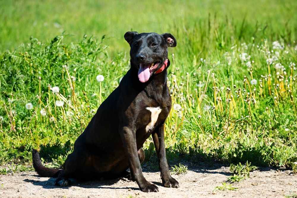 NENA - śliczna sunia w typie labrador