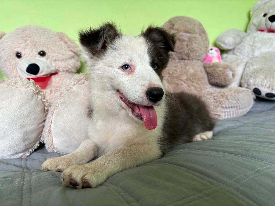 border collie sunia blue niebieskie oczko badania
