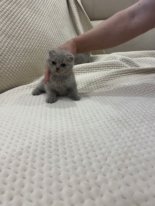 Вислоухі шотландські котята