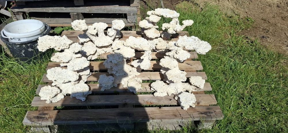 Konstrukcja skalna akwarium morskie skała.