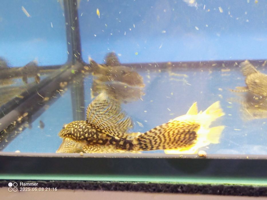 Glonojady weloniaste i złote