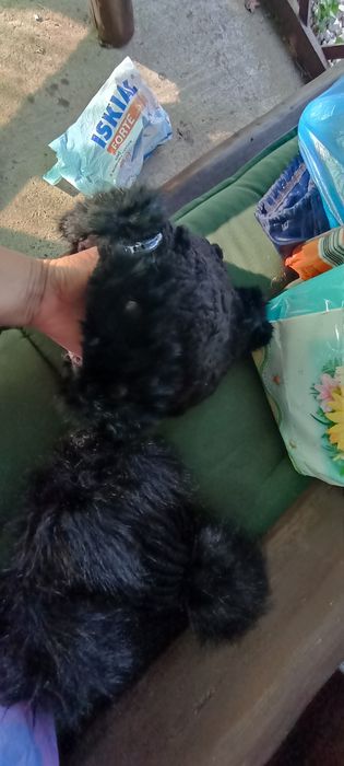 Sprzedam dwie nowe czapki futerkowe