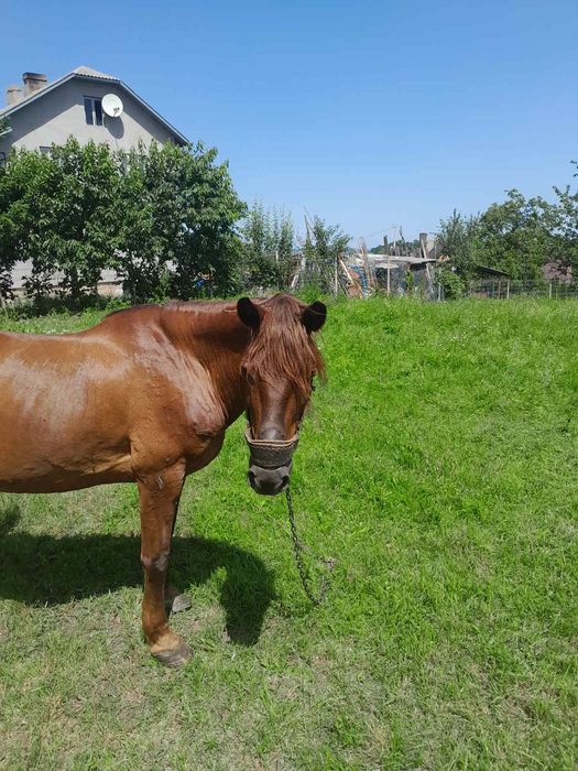 Продаю кобилу .Вік 9 років.