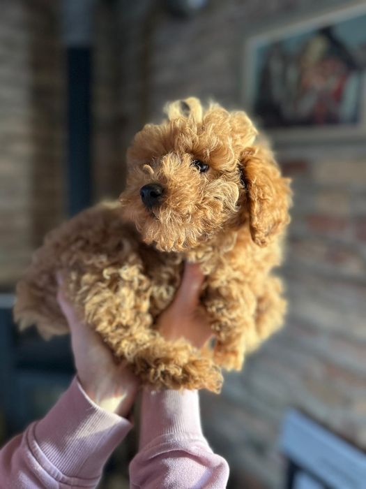 Suczka pudel toy płowa