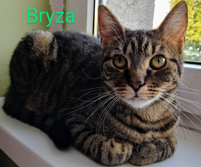 Koteczka brązowooka Bryza poleca się do adopcji