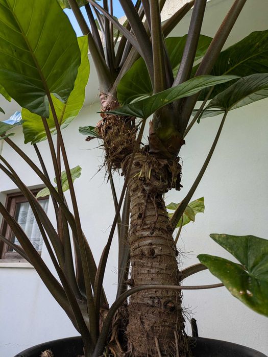 Alocasia gigante