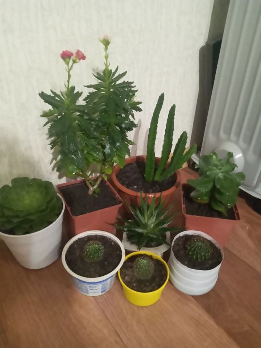 Кімнатні рослини