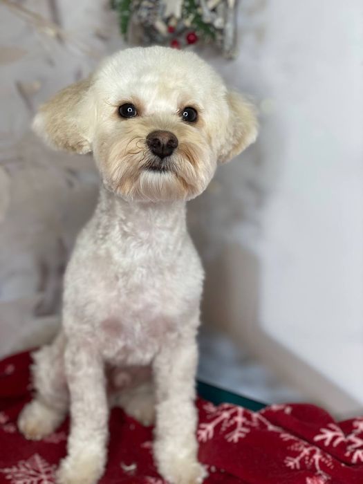 В'язка Мальтіпу Ф1