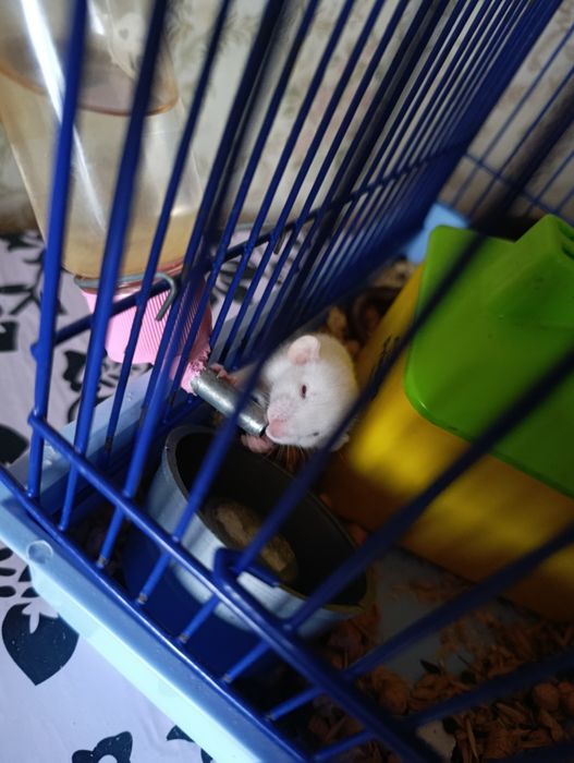 Продаються ручні крисенята.