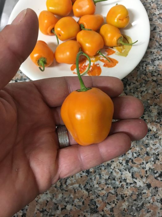 Sementes de pimenta aji oro rocoto