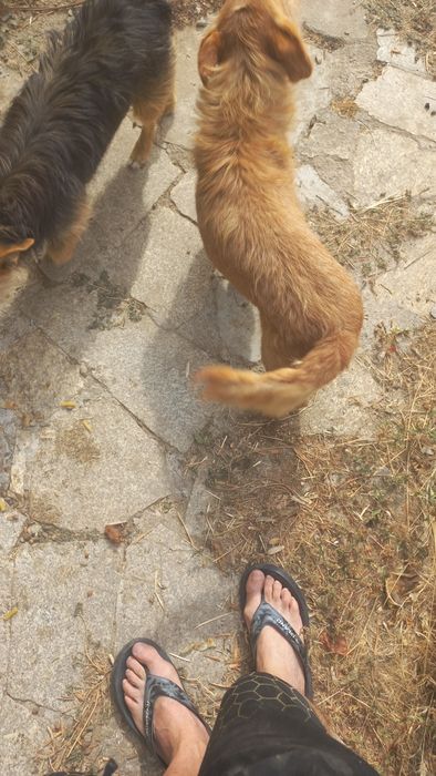 Cães meigos para doar