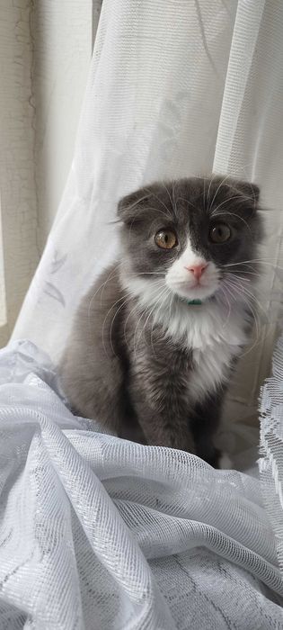 Шотландский котёнок