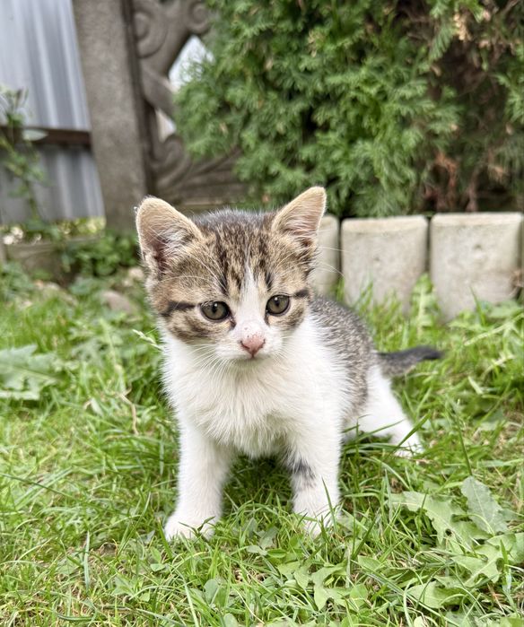 Віддам котика в добрі руки БЕЗКОШТОВНО