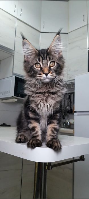 Элитная кошечка мейн-кун — гармония характера, красоты и уюта