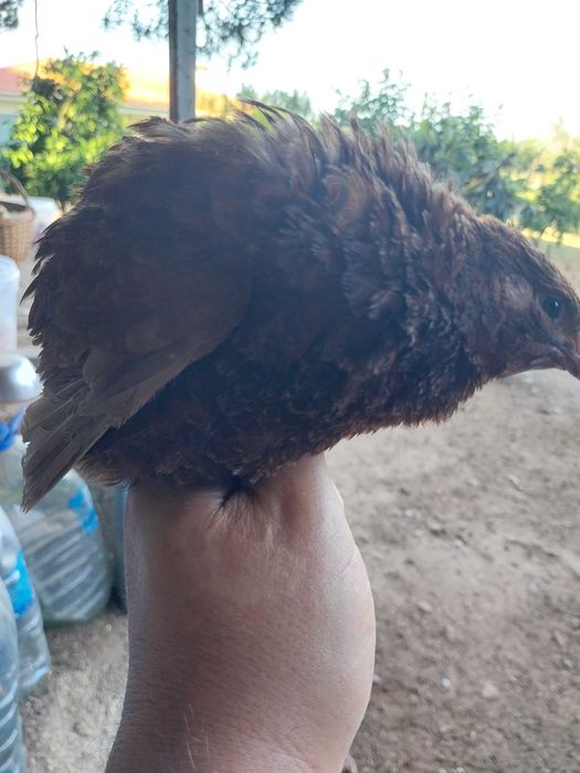 tenho ovos para venda