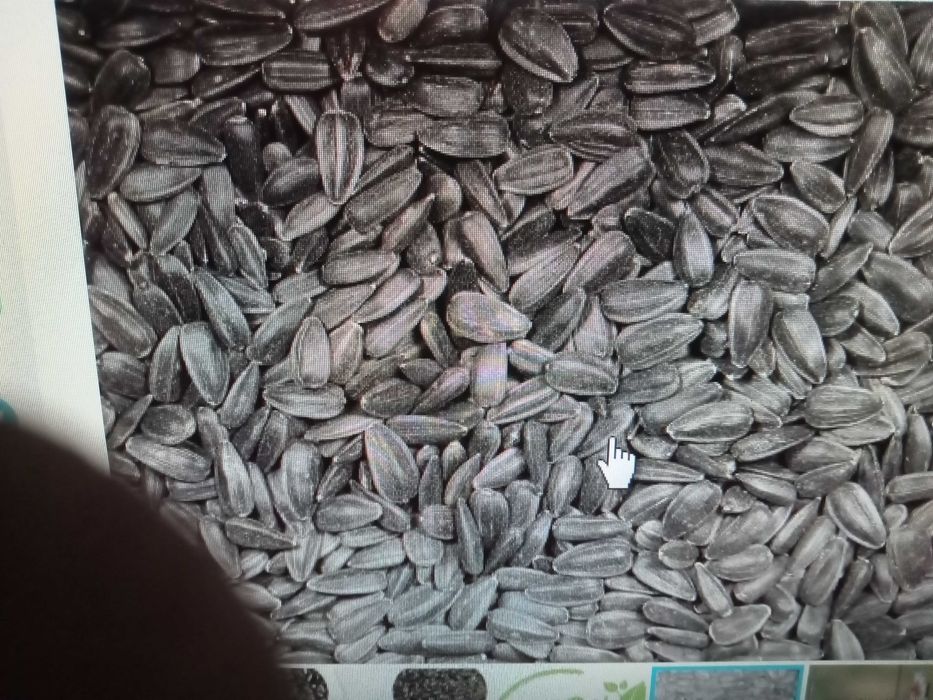 Słonecznik dla ptaszków