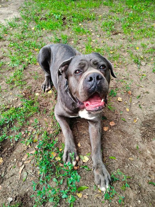 Tantor - przyjazny pies rasy cane corso