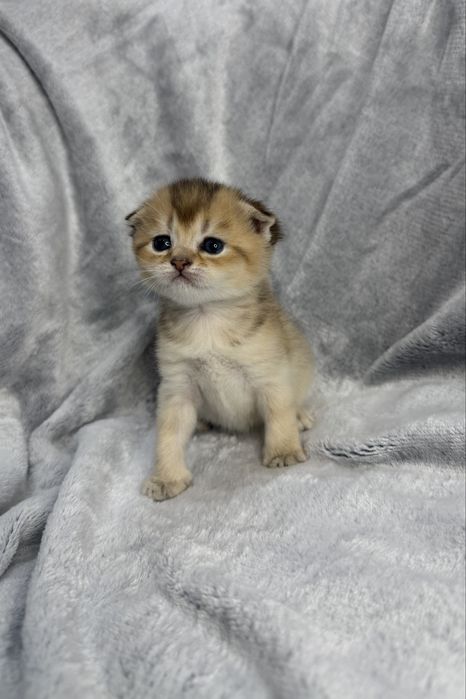 Золота шиншила, дівчинка ,scottish fold