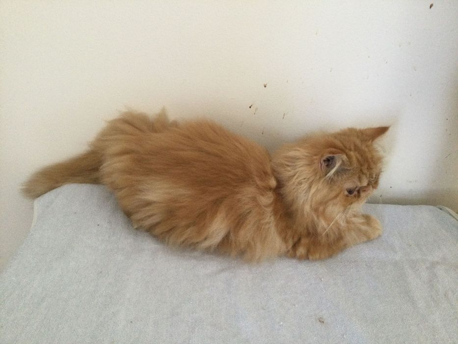 Gatina persa puro muito Linda