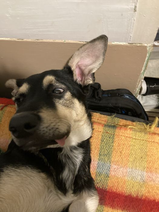 Pilnie oddam pieska Duszę