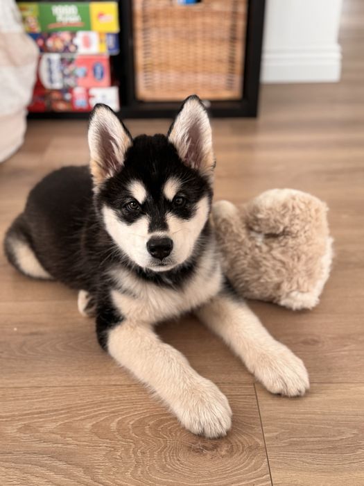 Zapowiedź miotu Alaskan Malamute – Sassenach of Joniec FCI