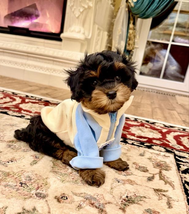 Мальтипу ф1 -дуже гарний малюк