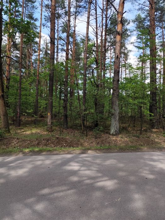 Sprzedam las w miejscowości Kozodrza – pohled 4