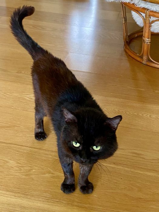 Gato para adoção responsável