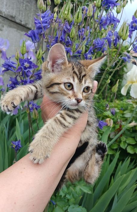 Котенок в поисках семьи. Кошечка ищет дом