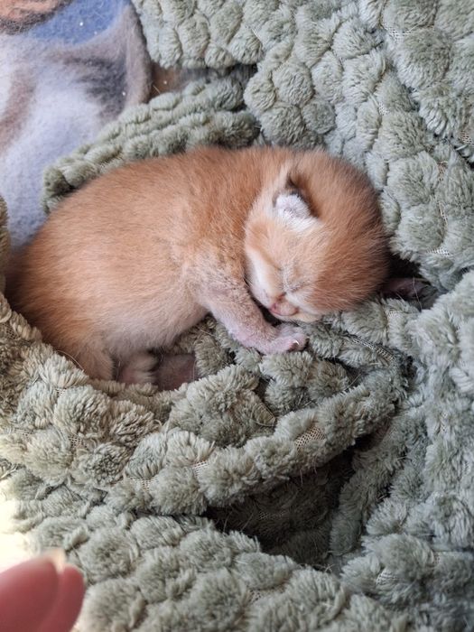 British  Shorthair  silver and golden